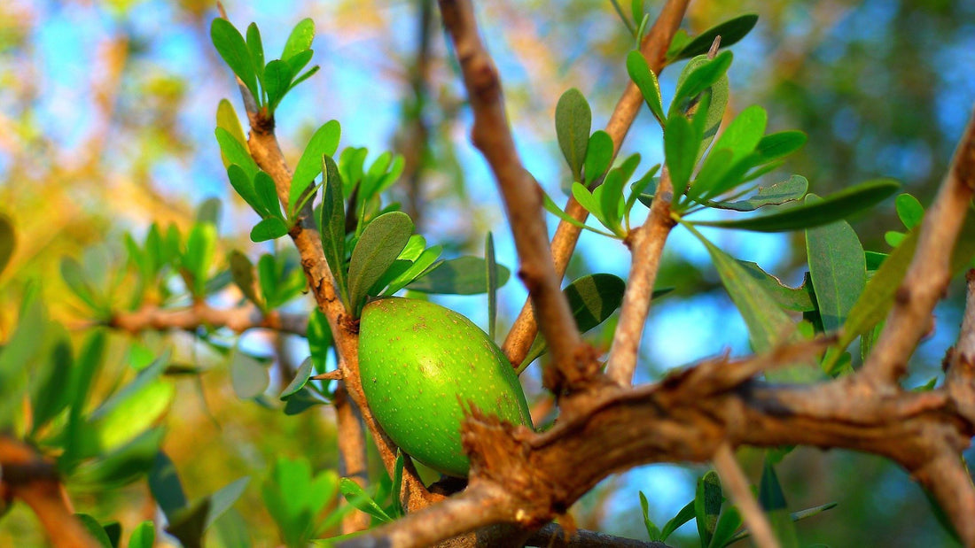 argan oil for beards